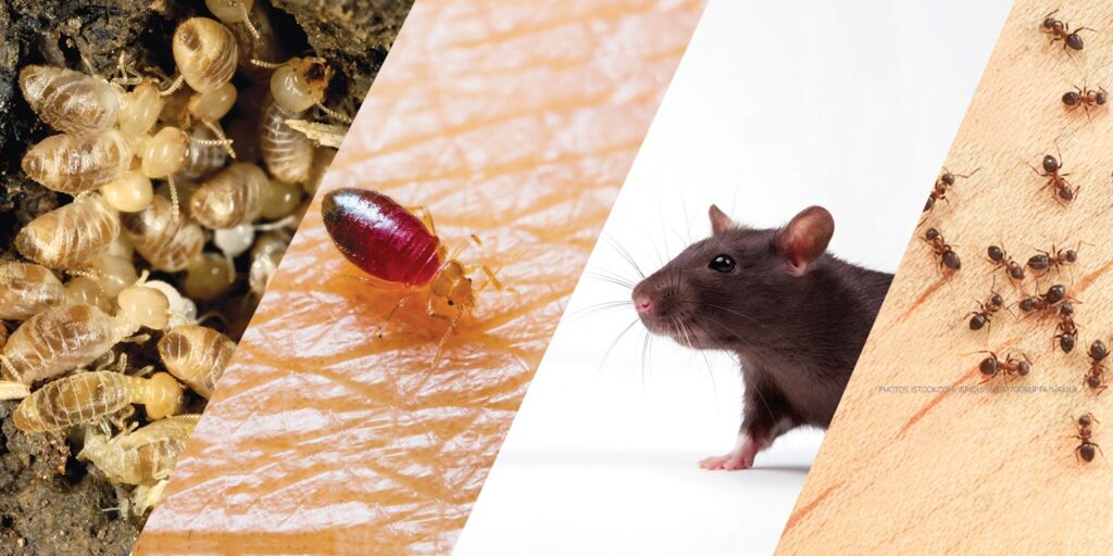 Pest control services in eastern suburbs