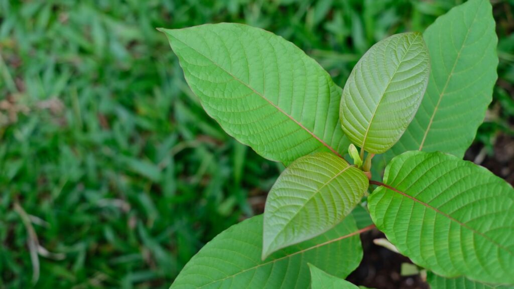 kratom drink kava