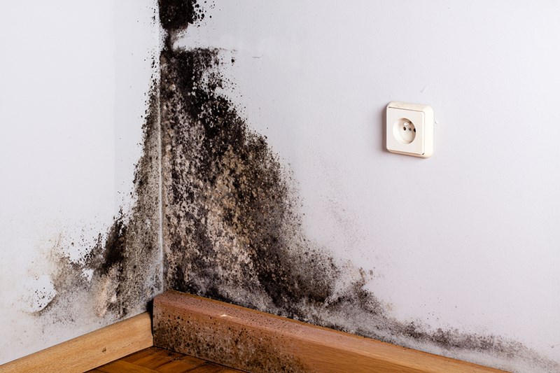 mold testing smyrna